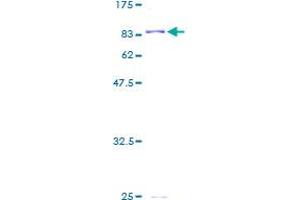 ALDH4A1 Protein (AA 1-563) (GST tag)