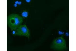 Immunofluorescence (IF) image for anti-Kelch-Like 2, Mayven (KLHL2) (AA 1-100), (AA 494-593) antibody (ABIN1490546) (KLHL2 antibody  (AA 1-100, AA 494-593))