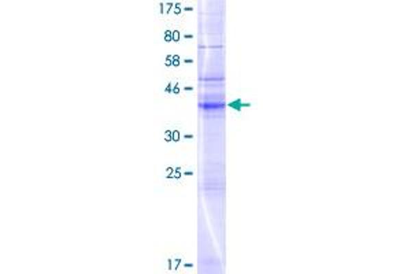 NKAIN2 Protein (AA 1-207) (GST tag)