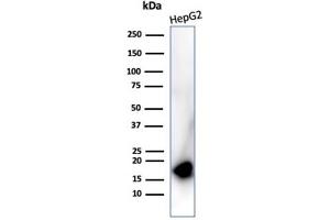 Western blot analysis of HepG2 cell lysate using P16 Recombinant Mouse Monoclonal Antibody (rCDKN2A/4845). (Recombinant CDKN2A antibody)