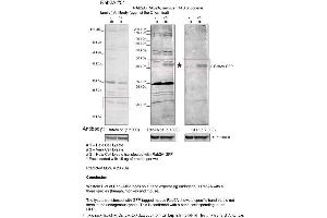 Sample Type: 1. (RAB2A antibody  (C-Term))