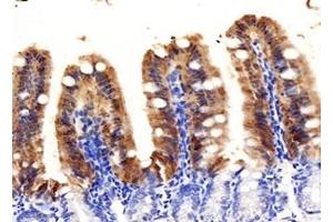 Immunohistochemistry analysis of paraffin-embedded mouse ileum using,FABP6 (ABIN7073921) at dilution of 1: 1000 (FABP6 antibody)