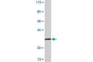 Western Blot detection against Immunogen (36.