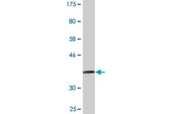 TAF7L antibody  (AA 231-332)