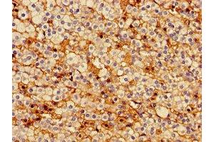 Immunohistochemistry of paraffin-embedded human adrenal gland tissue using ABIN7163473 at dilution of 1:100 (PTTG1IP antibody  (AA 118-180))