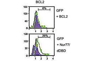 Analysis of BCL2 domain exposure in HEK293 cells transfected with a plasmid coding for a DNA-binding domain-deleted construct of Nur77 (GFP-Nur77/dDBD) using BCL2 polyclonal antibody  in flow cytometry. (Bcl-2 antibody)