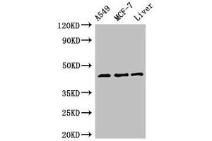 Western Blot Positive WB detected in: A549 whole cell lysate, MCF-7 whole cell lysate, Rat liver tissue All lanes: FMOD antibody at 3 μg/mL Secondary Goat polyclonal to rabbit IgG at 1/50000 dilution Predicted band size: 44 kDa Observed band size: 44 kDa (Fibromodulin antibody  (AA 18-89))