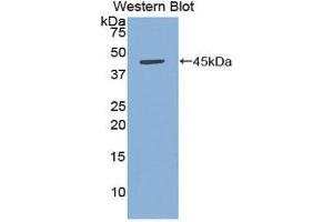 Western Blotting (WB) image for anti-Tumor Necrosis Factor (Ligand) Superfamily, Member 13b (TNFSF13B) (AA 7-128) antibody (ABIN1858114)