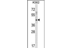 DOC2A Antibody (Center) (ABIN656766 and ABIN2845987) western blot analysis in K562 cell line lysates (35 μg/lane). (DOC2A antibody  (AA 277-306))