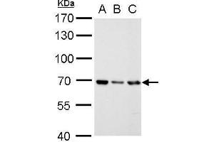 RecQ Protein-Like (DNA Helicase Q1-Like) (RECQL) (N-Term) Antikörper