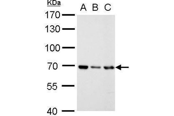 RecQ Protein-Like (DNA Helicase Q1-Like) (RECQL) (N-Term) Antikörper