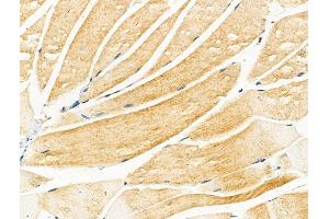 ABIN7094323 and ABIN7098370 at 1/100 staining Mouse muscle tissue by IHC-P. (KLC2 antibody  (Internal Region))