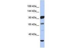 Image no. 1 for anti-Protocadherin alpha 10 (PCDHA10) (AA 143-192) antibody (ABIN6743523) (PCDHA10 antibody  (AA 143-192))