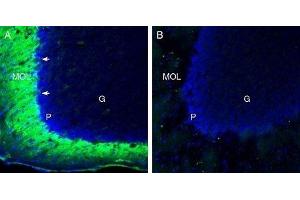 Expression of TMEM66 in mouse cerebellum - Immunohistochemical staining of perfusion-fixed frozen mouse brain sections with Anti-TMEM66 Antibody (ABIN7043863, ABIN7044034 and ABIN7044035), (1:200), followed by goat anti-rabbit-AlexaFluor-488. (TMEM66 antibody  (Intracellular, Lumenal Region))
