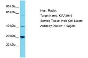 Image no. 1 for anti-KIAA1919 (KIAA1919) (AA 186-235) antibody (ABIN6750573) (KIAA1919 antibody  (AA 186-235))