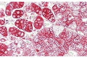 Immunohistochemistry (IHC) image for anti-Galactosidase, alpha (GLA) (AA 1-80) antibody (ABIN7437761)