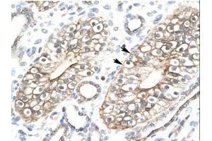 Image no. 1 for anti-MYST/Esa1-Associated Factor 6 (MEAF6) (N-Term) antibody (ABIN6736265) (MEAF6 antibody  (N-Term))