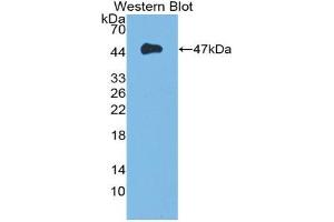 Western blot analysis of the recombinant protein. (FGF10 antibody  (AA 37-215))
