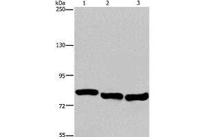 Western Blot analysis of A549, Hela and K562 cell using GAB2 Polyclonal Antibody at dilution of 1:300 (GAB2 antibody)