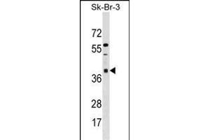 ARMC10 Antibody (N-term) (ABIN1539477 and ABIN2850168) western blot analysis in SK-BR-3 cell line lysates (35 μg/lane). (ARMC10 antibody  (N-Term))