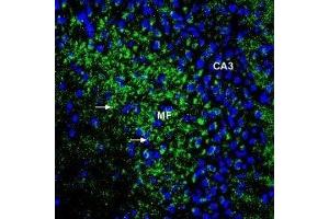 Expression of ZIP1 in rat hippocampus - Immunohistochemical staining of perfusion-fixed frozen rat brain sections using Anti-ZIP1 (SLC39A1) (extracellular) Antibody (ABIN7043723, ABIN7045344 and ABIN7045345), (1:400), followed by anti-rabbit-Alexa-488 antibody. (SLC39A1 antibody  (Extracellular))
