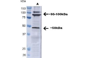 Western blot analysis of Human A549 showing detection of ~ 50 kDa TNF-R1 protein using Rabbit Anti-TNF-R1 Polyclonal Antibody (ABIN2482030). (TNFRSF1A antibody  (AA 20-43) (Atto 594))