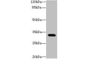 Western blot All lanes: LIX1 antibody at 0. (LIX1 antibody  (AA 1-282))
