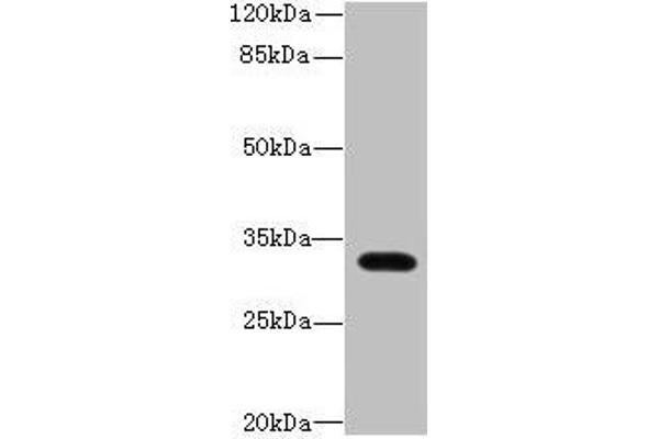 LIX1 anticorps  (AA 1-282)
