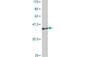Western Blot detection against Immunogen (38. (Casein Kinase 1 delta antibody  (AA 301-415))