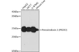 Western blot analysis of extracts of various cell lines, using Peroxiredoxin 3 (PRDX3) (PRDX3) Rabbit mAb (ABIN7269237) at 1:1000 dilution. (Peroxiredoxin 3 antibody)