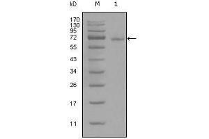 Western Blot showing STAT3 antibody used against full-length STAT3-His recombinant protein (1). (STAT3 antibody)