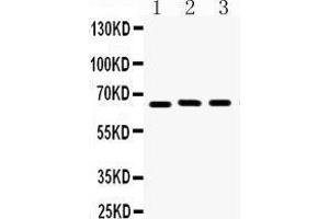 Western Blotting (WB) image for anti-Lamin B1 (LMNB1) (AA 266-583) antibody (ABIN3042505) (Lamin B1 antibody  (AA 266-583))