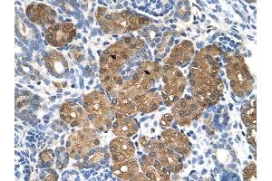 BHMT antibody was used for immunohistochemistry at a concentration of 4-8 ug/ml to stain Epithelial cells of renal tubule (arrows) in Human Kidney. (BHMT antibody  (N-Term))