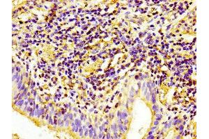 Immunohistochemistry (IHC) image for anti-Platelet/endothelial Cell Adhesion Molecule (PECAM1) (AA 28-315) antibody (ABIN7147154)