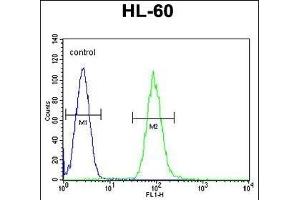 D Antibody (C-term) (ABIN655179 and ABIN2844796) flow cytometric analysis of HL-60 cells (right histogram) compared to a negative control cell (left histogram). (DPP3 antibody  (C-Term))