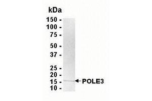 Western Blotting (WB) image for Polymerase (DNA Directed), epsilon 3 (p17 Subunit) (POLE3) (AA 1-147) protein (ABIN2468982)