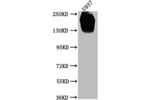 Western Blot (CD45 antibody  (AA 24-575))