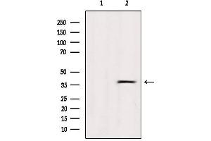 Western blot analysis of extracts from Hela, using OR5R1 Antibody.