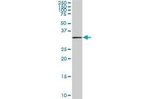 RIMKLB antibody  (AA 1-307)