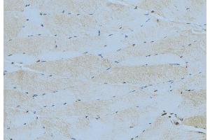 ABIN6276403 at 1/100 staining Mouse muscle tissue by IHC-P.