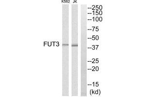 Western Blotting (WB) image for anti-Fucosyltransferase 3 (Galactoside 3(4)-L-Fucosyltransferase, Lewis Blood Group) (FUT3) (Internal Region) antibody (ABIN1851348) (FUT3 antibody  (Internal Region))