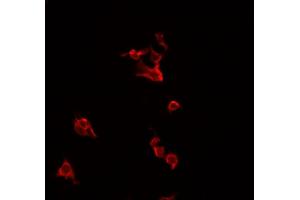 ABIN6266708 staining HeLa cells by IF/ICC. (TNFSF14 antibody  (Internal Region))