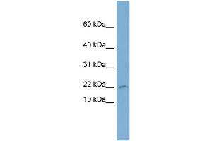 WB Suggested Anti-PTGES3  Antibody Titration: 0. (PTGES3 antibody  (Middle Region))