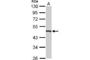 WB Image Sample (50 ug of whole cell lysate) A: Mouse brain 10% SDS PAGE antibody diluted at 1:1000 (UQCRC1 antibody)