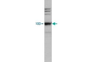 HeLa cell lysate was analysed by Western blot using LEO1 polyclonal antibody , used at dilution 1 : 2000.