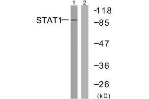 Western blot analysis of extracts from MCF7 cells using STAT1 (Ab-727) antibody (E021177). (STAT1 antibody)