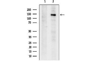anti-Stromal Antigen 1 (STAG1) (N-Term) antibody