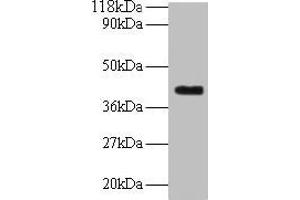 Western blot All lanes: ELAVL2 antibody at 2 μg/mL + Mouse brain tissue Secondary Goat polyclonal to rabbit IgG at 1/10000 dilution Predicted band size: 40, 39 kDa Observed band size: 40 kDa (ELAVL2 antibody  (AA 4-356))