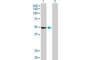 Western Blot analysis of MYST1 expression in transfected 293T cell line by MYST1 MaxPab polyclonal antibody. (MYST1 antibody  (AA 1-467))
