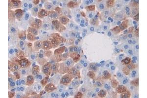 Detection of CAPN1 in Mouse Liver Tissue using Polyclonal Antibody to Calpain 1 (CAPN1) (CAPN1 antibody  (AA 387-694))